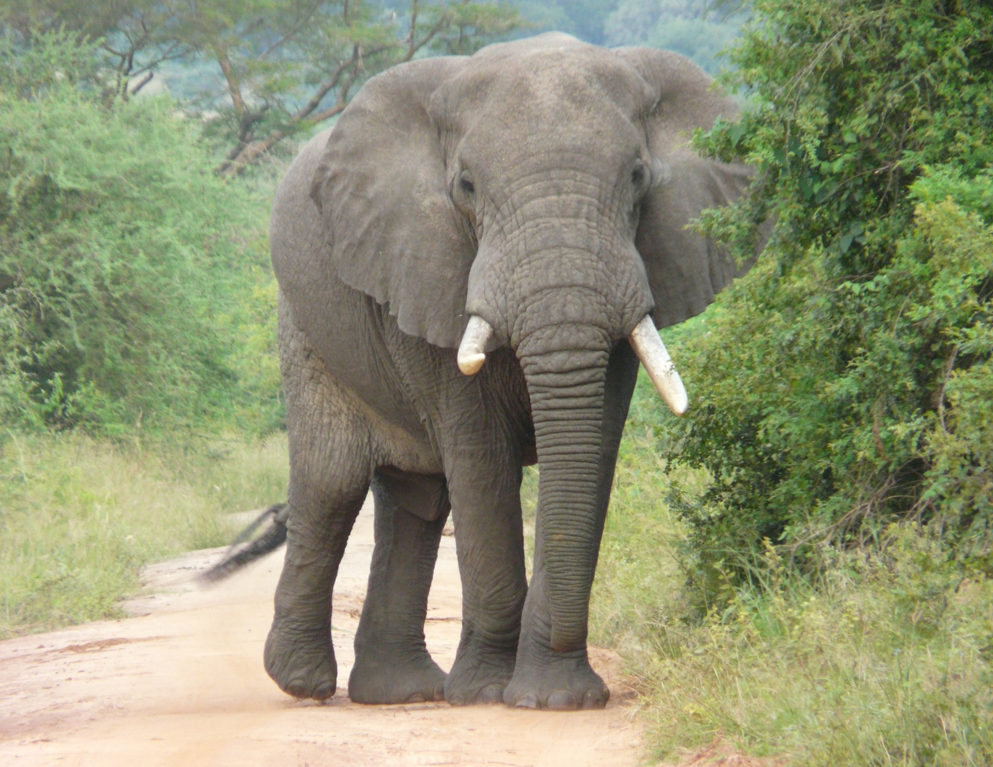 Read more about the article Pagar Listrik Ancam Gajah, Walhi: Pemicu Alih Fungsi Hutan